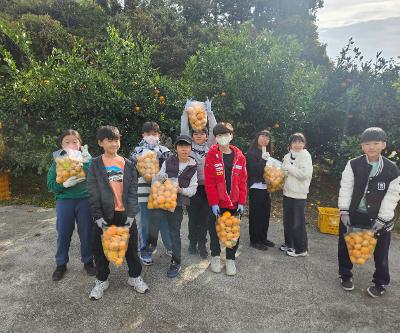 제주의 대표 농작물, 감귤 따기를 통해 수확의 기쁨 만끽