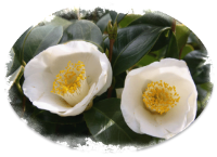 IMG_112658465.png