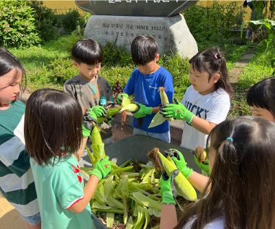 학교텃밭의 옥수수를 수확했어요.(1학년)