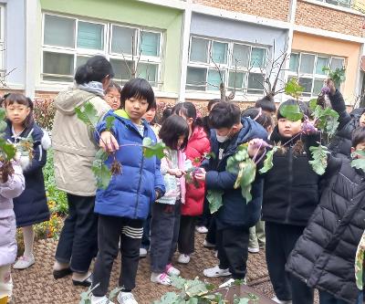 1학년 텃밭의 무와 콜라비 수확하여 맛봤어요.(2025년 1월 3일)