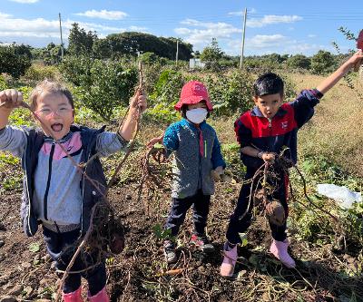 제주YMCA유치원, 식생활교육사업의 일환으로 올바른 식습관 형성을 위한 고구마 캐기 체험 실시