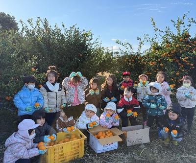 제주YMCA유치원, 귤 따기 체험 실시