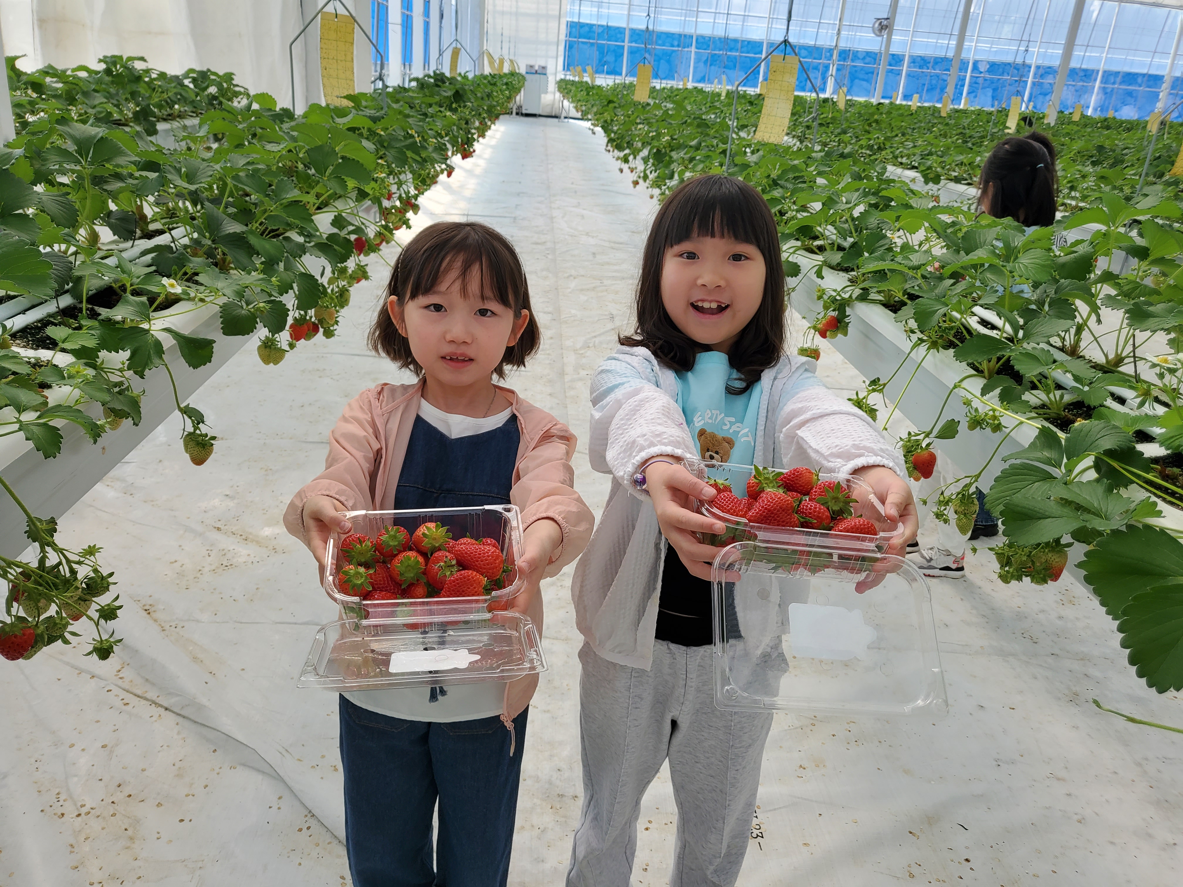 1~2학년 4월 25일 현장체험학습: 별딸기 농장, 딸기 따기 체험
