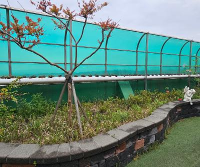 (2026.4.17.)교내 옥상정원 상추 심기