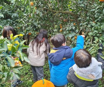 농어촌 유학 프로그램 연계 ‘가족과 함께하는 감귤 따기 체험’ 운영